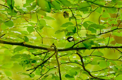 Een tijdje geleden alweer deze koolmees in een beukenbos gefotografeerd. Er zaten een heleboel vogels vrij dichtbij, maar toen ik mijn telelens pakte vlogen ze allemaal weg... Alleen deze koolmees vanaf redelijke afstand kunnen fotograferen...