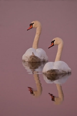 Vanavond weer even bezig geweest met zwanen fotograferen in de avond. Dankbaar onderwerp!