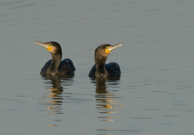 hou jij links dan houd ik rechts in de gaten.

deze 2 aalscholvers bleven een tijdje met elkaar optrekken.