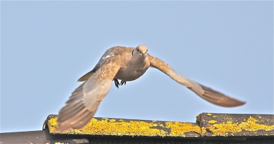 Na een dag zonder succes te hebben in het Lauwersmeer, heb  ik later op de dag deze tortel thuis in de achtertuin op de foto gezet.