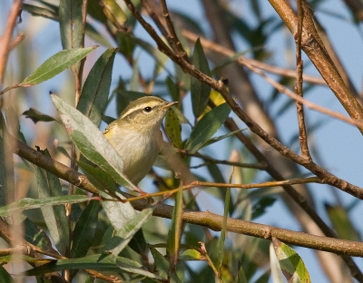 Vanmorgen een onverwachte ontmoeting met een ADHD vogeltje (Nog erger dan de goudhaan) En maar steeds achter bladeren. 1 moment dat het koppie even vrij was. Helaas lichaam zit achter een blad. Vogel doet zijn naam eer aan.