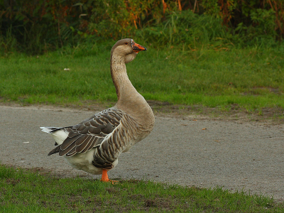 Wat voor gans is dit? Toen hij wegwaggelde leek alles heen en weer te schudden.
Tsjonge, wat een vetzak.