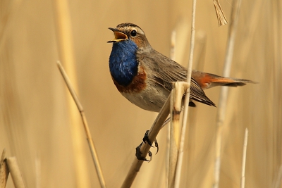 Een oudere foto (uit april).
Ik ben een paar keer naar dit gebiedje geweest om de blauwborsten te fotograferen. Dit was het beste resultaat.