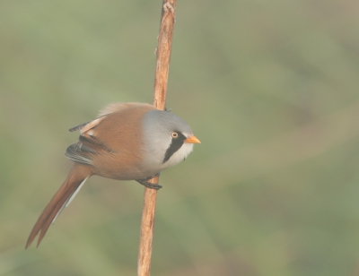 Vanochtend vroeg op pad. Geweldige mist en mooie zonsopkomst. Op zoek naar baardmannen en genoeg gevonden. De foto's die in de mist en met tegenlicht zijn genomen, zijn bijna allemaal mislukt. Bijna geen detail zichtbaar in de vogel. Deze is met de zon in de rug genomen. Ben toch blij met dit resultaat.