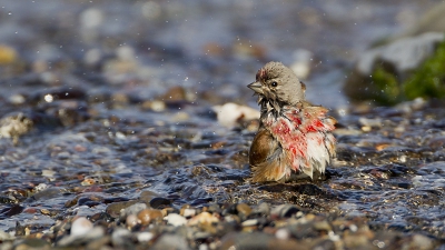 Aan het strand, waar een klein beekje in zee uitmondt. De vogels namen hier graag een bad.