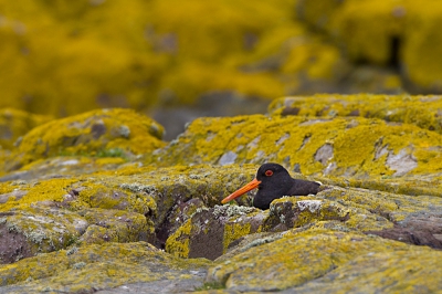 Een eenzame scholekster temidden van honderden puffins en andere broeders op de Farne Islands. Hij kleurde mooi bij de omgeving