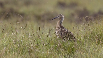 Op een regenachtige dag net over de Engelse grens in de Schotse heuvels. Een jonge wulp in het hoge gras.