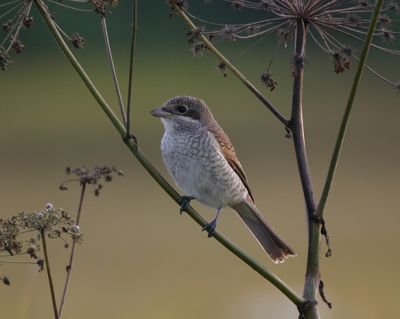 Juveniele grauwe klauwier die zich goed liet benaderen aan de rand van een graanveld. Gefotografeerd om een uurtje of zeven, toen de zon al vrij laag stond. 
Canon Eos 300d Sigma Apo 135-400, 4.5-5.6
Sluitertijd 1/250, diafragma 5.6, ISO 200
Ik heb de foto iets gecropt en met USM (amount 100%, radius 0.3, treshold 0) wat verscherpt.
Ik wil graag leren, dus feedback is welkom.