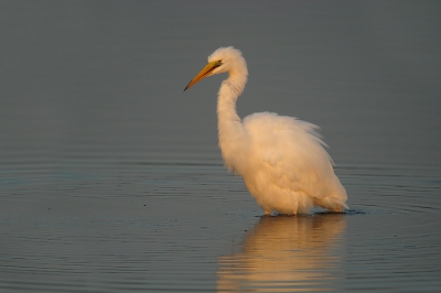 Afgelopen zaterdag heb ik deze grote zilverreiger in prachtig licht kunnen fotograferen. De vogel had net geprobeerd om een vis te vangen, en lachte als een boer met kiespijn toen deze poging was mislukt. Helaas paste de gehele weerspiegeling er niet meer op.

Groeten Tom Versluijs