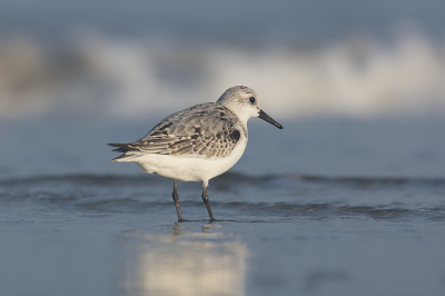 Met de Birdpixers en Nederpixers op pad geweest op Terschelling. Veel op het strand gelegen, maar vooral om drieteentjes te schieten. Als je maar stil lag kwamen ze vanzelf dichtbij. Van de vele foto's waren maar weinig echt goed. Dit was er een waar ik zelf wel blij mee was.