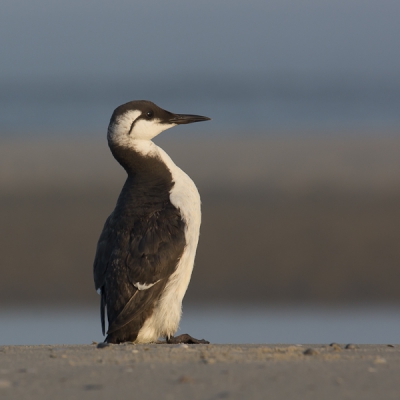 Op het strand stond een zeekoet in het ochtendzonnetje. Voorzichtig naar toe geslopen en een serie foto's gemaakt.