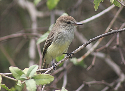 Endemische soort van de Galapagos, 1 van de weinige kleine vogeltjes eigenlijk..