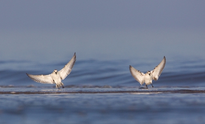 Van redelijk ver twee aanvliegende vogels opgepikt en kon ze in AF houden tot het moment dat ze redelijk dichtbij gingen landen.