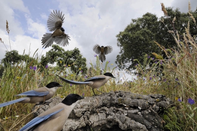 Na veel 'gewone' foto's van blauwe eksters, eens iets anders geprobeerd. Op high speed, met extreem groothoek, direct in het bestaan van deze intelligente en sociale vogels gedoken. Met dank aan John v.d. Heuvel, met wie ik samen deze setting bedacht en uitvoerde. De foto kreeg een highly commended in BBC Wildlife 2009 en verscheen ook in het jaarboek. Het blijft een van mijn favoriete opnamen.