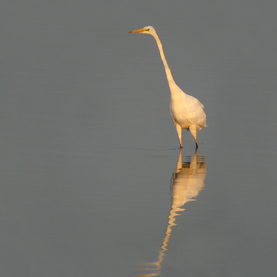 Ook bij deze plaat werkte het licht nog lekker mee. Soms kwam de vogel zo dichtbij langs lopen, dat ik hem/haar er niet helemaal meer op kon krijgen. Daarom heb ik meerdere foto's genomen, 1 van het spiegelbeeld en van de vogel zelf. Deze heb ik thuis met photoshop aan elkaar geplakt. Ik ben benieuwd of daar nog wat van te zien is.

Groeten Tom