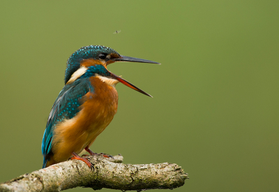 Ook al is hij op het modellen stokje, het is wel mijn eerste ijsvogel hier.
Eerst in de lepelaar geweest waar de ijsvogel zich ook op verschillende plaatsen  liet zien. via het julianapad (geen baardmannetjes te zien gisteren) toch maar even langs de poelruiter.

En ook al was het maar 7 seconden vond het zeer de moeite waard.