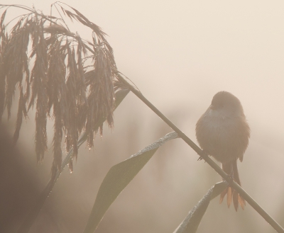 Wat een mist en wat een mooi licht die ochtend. Deze is met vol tegenlicht genomen. Ik heb verschillende overbelichtingen geprobeerd, maar deze kwam er het beste uit (+1/3). Hij lijkt op het eerste oog niet scherp, maar is het volgens mij wel, de hoeveelheid dichte mist tussen de vogel en mijn lens zorgt voor het wazige sfeertje.