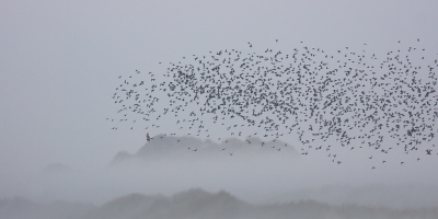 Ik stond op een duin het mistige landschap te fotograferen, toen er opeens een hels lawaai doorbrak. Een wolk spreeuwen kwam vanaf zee tussen de duinen door mijn kant op. Snel de camera gedraaid en deze foto geschoten. Pas thuis zag ik de kiekendief.