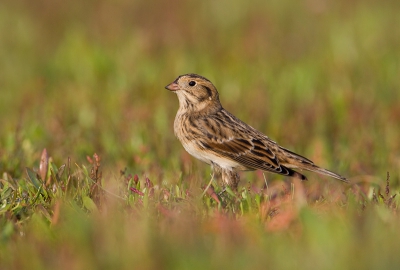 's Ochtends vroeg samen met Jack en Mies naar de Noordvaarder, een flinke tocht die aanvankelijk niet succesvol was: 1 IJsgors die niet benaderbaar was. Ik was al begonnen om terug te lopen toen ik in een zeekraalveldje 7-10 IJsgorzen ontdekte, waarvan er een aantal heel goed te benaderen waren. Uiteindeiljk zat ik op 7 meter van deze vogel. Het verkleurende zeekraal is een mooie bonus