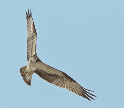 Na die duik van de Visarend vorige week, hoop ik op een herkansing. Vandaag zag ik vanuit mijn huis de Visarend weer boven de kolk vliegen. Gauw er naartoe gegaan! Helaas was de vogel al weer doorgevlogen. Uurtje later hing hij er weer. Pal boven mijn hoofd. Magnifiek! Die ogen! 
Helaas bleef de duik uit, door de harde wind. 

Groeten
Arno