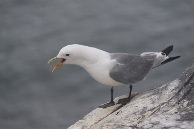 Deze foto is genomen op n van de Farne Islands (UK). Ik plaats de foto omdat zo'n foto van een drieteenmeeuw nog ontbreekt op Birdpix