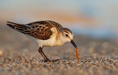 Little Stint at Eilat salt ponds which is a fantastic place for birds on their way to Africa or coming back from Africa. Eilat serves as a last/first refueling place for them.