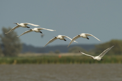 In de hut aan de keeg vlogen er  heel regelmatig lepelaars in kleine en grote groepen over.
er zat bij een groep ook een zwarte ibis tussen maar die was echt te ver weg wel leuk om te zien.

Achteraf was dat het begin van de trek want heb ze daarna niet meer gezien.