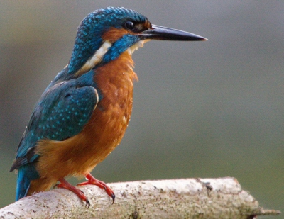Mijn geplaatste tak op de hoek vd kreek lijkt gelukkig in trek te zijn bij de ijsvogels.
Deze dook nog in het water maar ving helaas niets. 
Vanuit schuiltent gemaakt,op zo`n 5 m afstand.