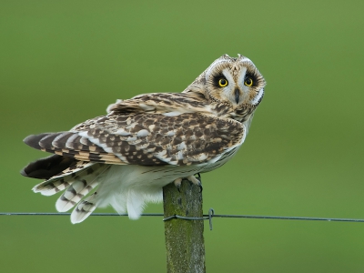 Asio flammeus / Velduil / Short-eared Owl