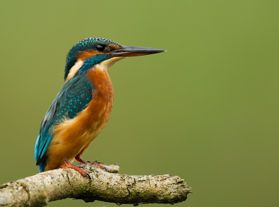 Zo statig als hij zo op de uitkijk zit kan het mij wel doen.
Lees ook wel dat het een nummertje trek plaats is en voor velen daarom minder interessant.

Ik zou er zo weer voor heen gaan iig.