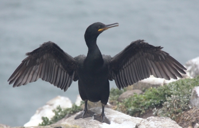 Bezoek aan Farne Islands bood de mogelijkheid om vogels van dichtbij te fotograferen, waaronder deze kuifaalscholver.