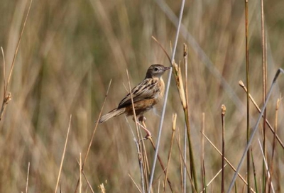 Foto gemaakt op het strand van Dalyan (Turkije)deze vogel mzat tussen het riet tegen de bergen aan.
Kon de vogel niet plaatsen stiond niet in het vogelboek van de ANWB,wat is dit????