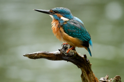 Het weer was even triest als het verhaal van deze IJsvogels. Deze vogels hadden nog een broedsel tot een paar dagen geleden. De eieren stonden op het punt om uit te komen. Maar helaas broeden ze nu niet meer. Mijn vermoeden is dat het nest deels is ingestort door de hevige regen van de laatste tijd. Heel erg zonde om te zien. Het mannetje en vrouwtje zitten nog steeds bij elkaar maar weten niet zo goed raad wat te doen. Zo kan het ook lopen helaas...