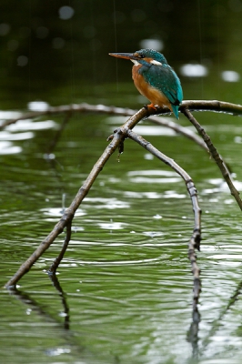 Ondanks de regen ging ik toch even kijken bij de IJsvogels. Ze zaten er nog ondanks dat zoals in mijn vorige upload vermeld het broeden is gestopt door het mogelijk instorten van het nest. Vissen en luid roepend blijven ze in het gebied. Hopelijk blijven ze nog een tijdje.