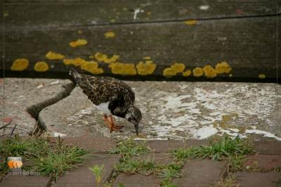 tijdens zeevissen met een groep mensen , bij de haven liep een vrij tamme steenloper rond