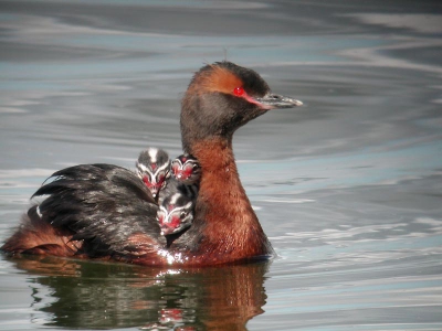 Deze kuifduiker met drie jongen dreef rustig op het water, de vader dook steeds naar wat eten en voerde de jonge.