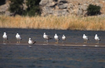 Op het strand van Dalyan zaten verschillende soorten meeuwen ,ik heb weinig verstand van meeuwen ,wat voor soort meeuwen zijn dit.
De foto is helaas niet scherp.