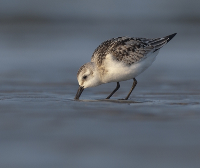 Al fouragerend kwam deze drieteen steeds een stukje dichterbij, dan is het volop genieten van deze prachtige vogels.