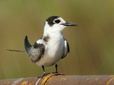 Hier een 2e foto van de zwarte stern. De vogel zit op een stuk van een brug. De keren dat we daar langs reden zat het er vol met allemaal soorten sterns en reigers. 

Groeten Tom Versluijs