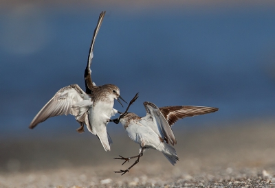 Taken at the salt ponds in Eilat. 
Even though there is plenty food around, Little Stints will waste a lot of energy fighting over it.