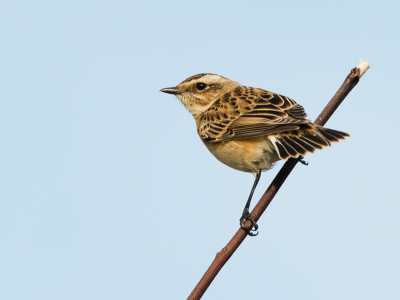 Bij mij rondje Lauwersmeer zag ik dit paapje in prachtige houding zo zitten.
Kon er een leuke serie van maken.