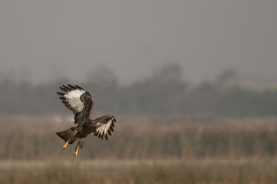 Deze roofvogel zat op +/- 150 meter van mij af op de grond. Ik bekeek hem door mijn objectief en toen hij opvloog hoefde ik alleen maar af te drukken. Denkelijk een buizerd maar ik twijfel. Graag uitsluitsel?