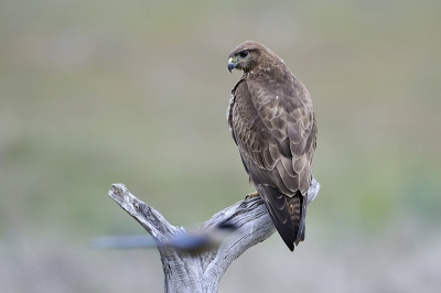 Deze buizerd kijkt geinteresseerd naar een langsvliegende blauwe ekster; bewijs van een 'Extremeense' buizerd... Is overigens geen aparte soort, maar de gewone huis- tuin en keukenbuizerd.