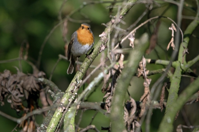 Was even naar Hemmense bos geweest, had net alles in elkaar gezet.
Toen deze roodborst voor mij ging zitten