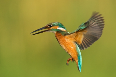 Taken at a fish pond in Israel. These Common Kingfishers are only here for 3 months.