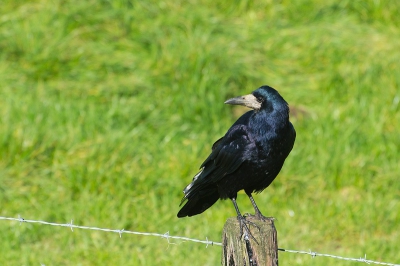 De vogel landde terwijl ik aan kwam fietsen , keek achterom tegen het licht in en zo kon ik hem mooi fotograferen , ik had de belichting op spotgezet . Ik vind de pose wel mooi en de vogel is mooi doortekend