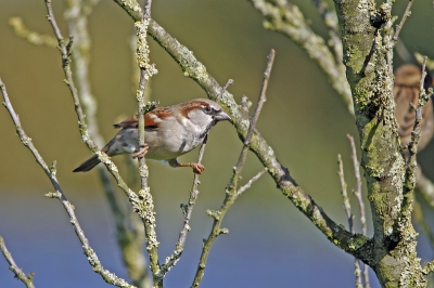 Het is geen bijzondere vogel, je ziet er dagelijks honderden.
Maar ik plaats hem toch, deze ging in de start houding zitten.