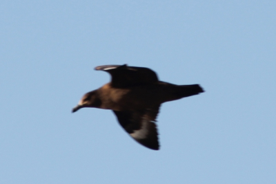 Met vogelclub naar Schiermonnikoog. Grote Jager kwam een paar keer voorbij.
