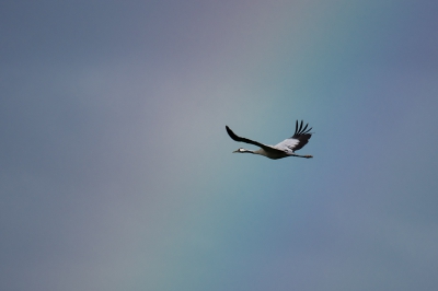 Kraanvogels kijken in Noord Duitsland. Duizenden verzamelen zich hier. Het wisselvallig weer gaf ook een kans, toen er een Kraanvogel door de regenboog vloog. Hopelijk vinden jullie hem ook geslaagd.