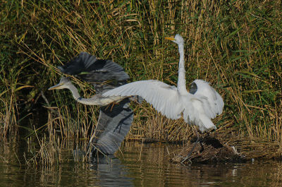 de Blauwe Reiger probeerde de Grote Zilver van z'n plekkie weg te sturen, maar dat vond deze toch niet zo'n goed idee....